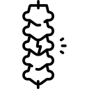 Piriformis